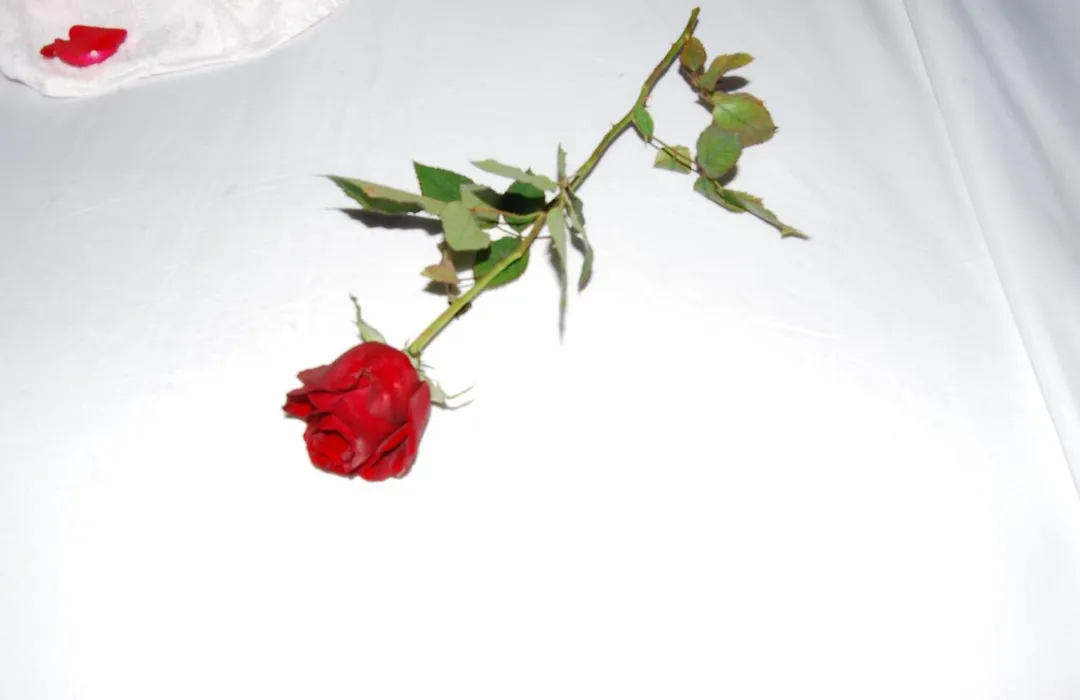 Dar JENNA-ROSE-1